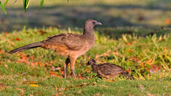 Plain Chachalaca (Ortalis vetula)