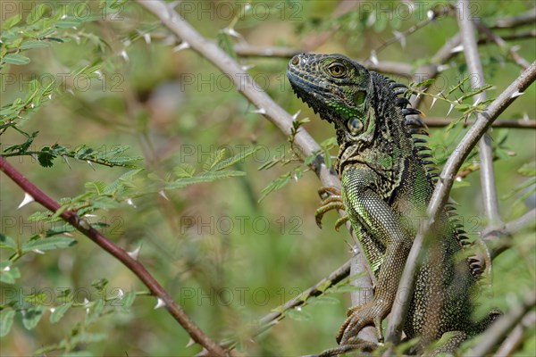 Green Iguana (Iguana iguana) in tree