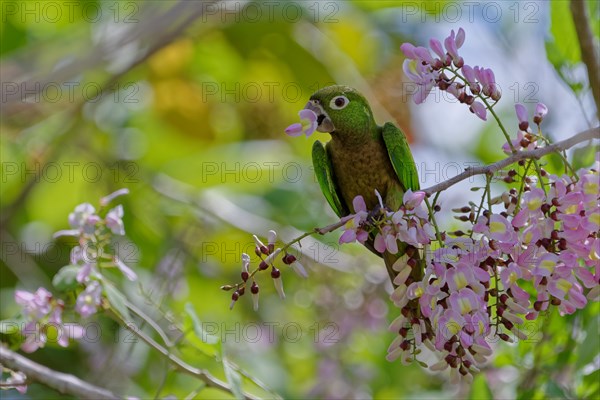 Olive-throated Parakeet (Eupsittula nana) eating flowers from a Gliricidia tree (Gliricidia Sepium)
