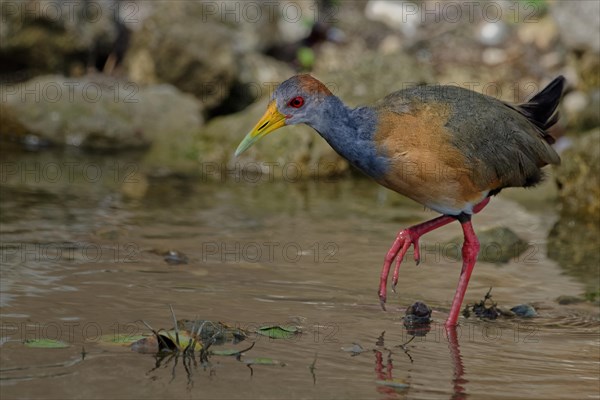 Grey-necked wood rail (Aramides cajaneus)