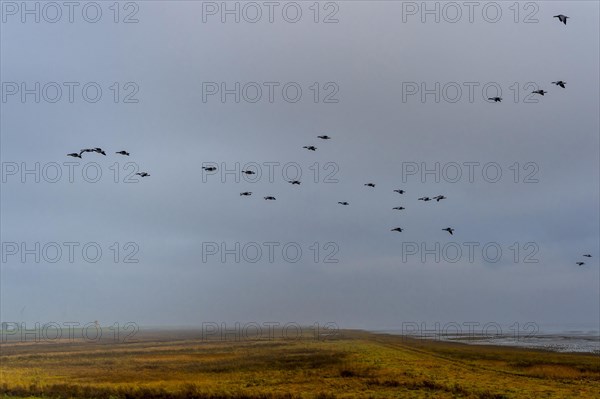 A swarm of barnacle geese passes the Pilsum lighthouse above the mud flats
