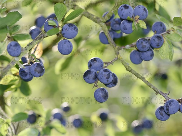 Ripe fruits of Blackthorn (Prunus spinosa)