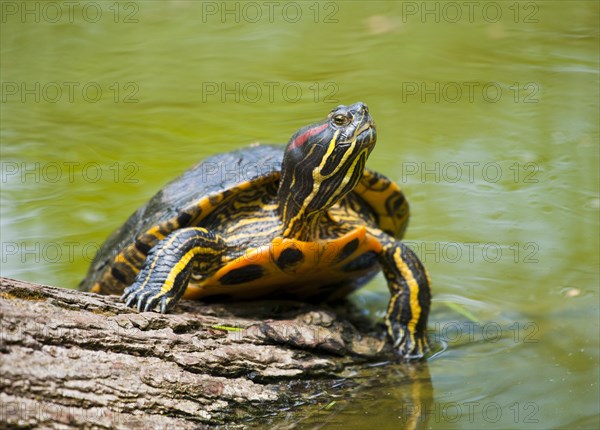 Red-eared slider (Trachemys scripta elegans) sunbathing