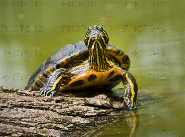 Red-eared slider (Trachemys scripta elegans) sunbathing