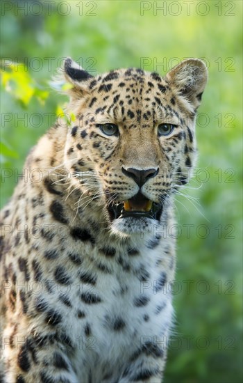 Far Eastern or Amur leopard (Panthera pardus orientalis)