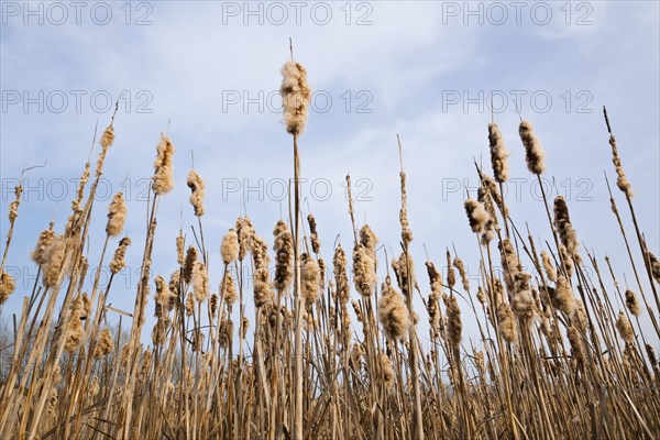 Common bulrush (Typha latifolia)