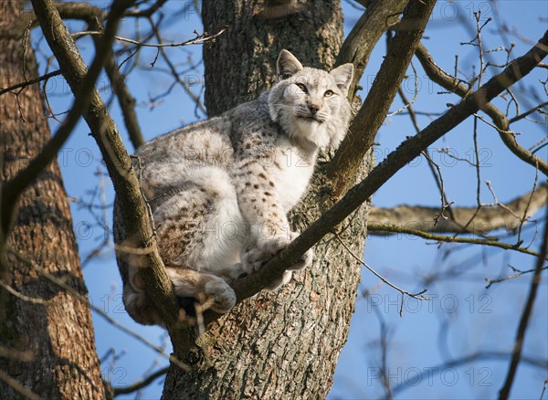 Eurasian lynx (Lynx lynx)