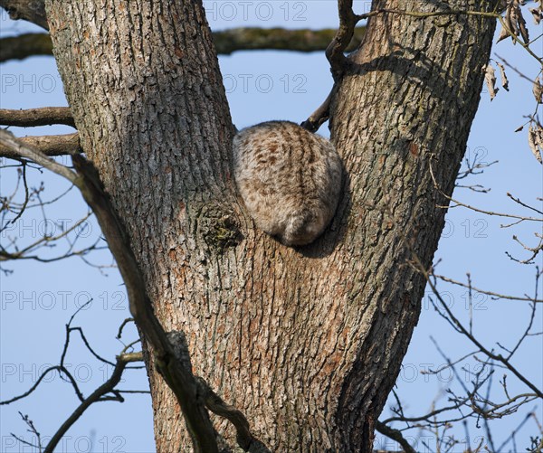 Eurasian lynx (Lynx lynx) in tree