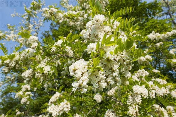 Black locust (Robinia pseudoacacia)