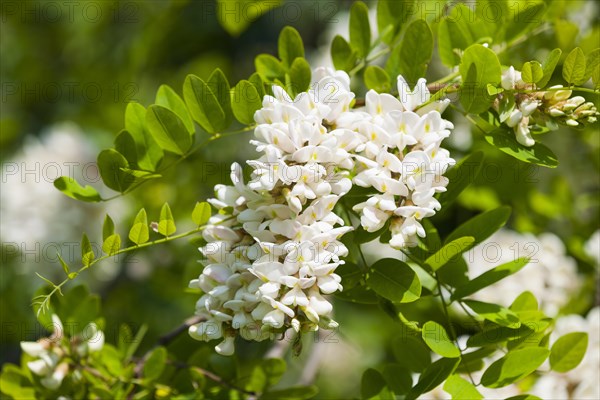 Black locust (Robinia pseudoacacia)