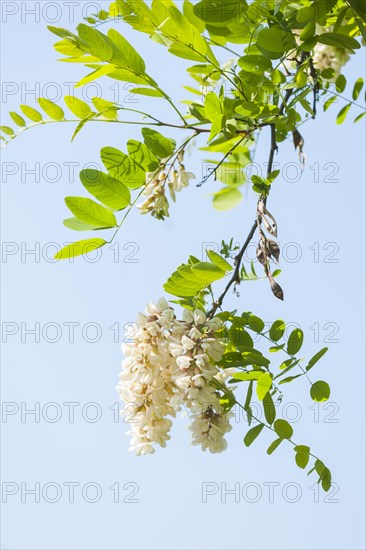 Black locust (Robinia pseudoacacia)