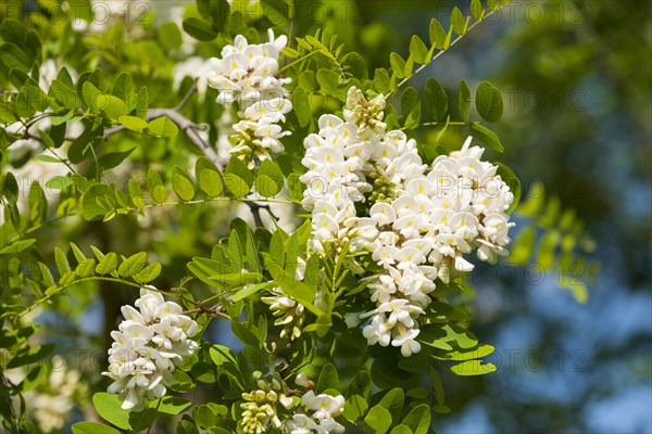 Black locust (Robinia pseudoacacia)