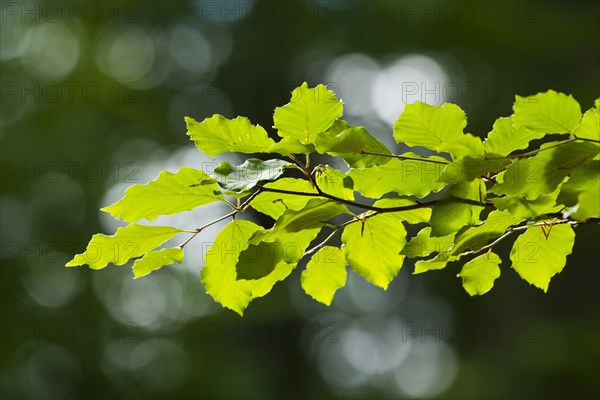 Common beech (Fagus sylvatica)