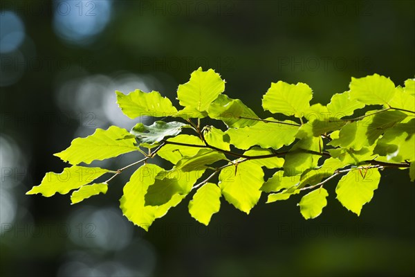 Common beech (Fagus sylvatica)