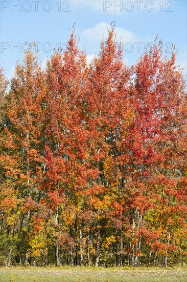 Common aspens (Populus tremula) with reddish leaves in autumn