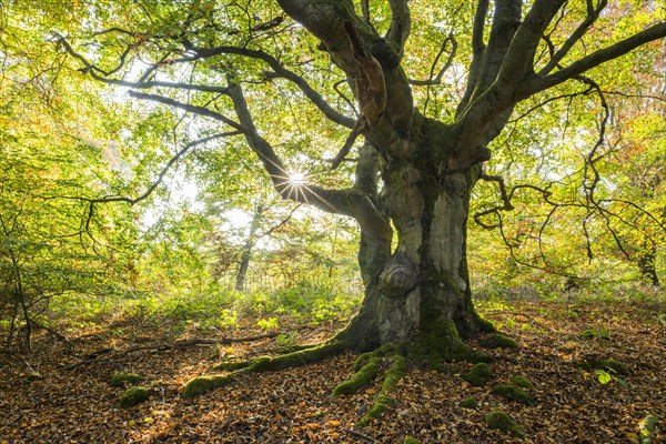 Old Common beech (Fagus sylvatica)