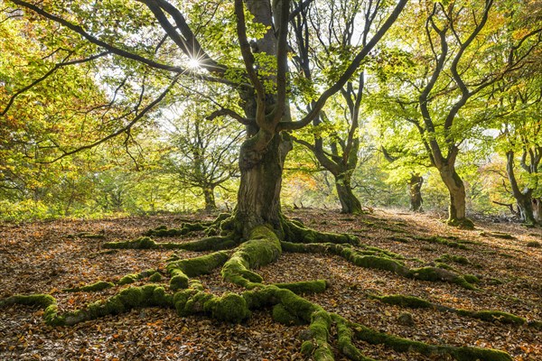 Common beech (Fagus sylvatica)