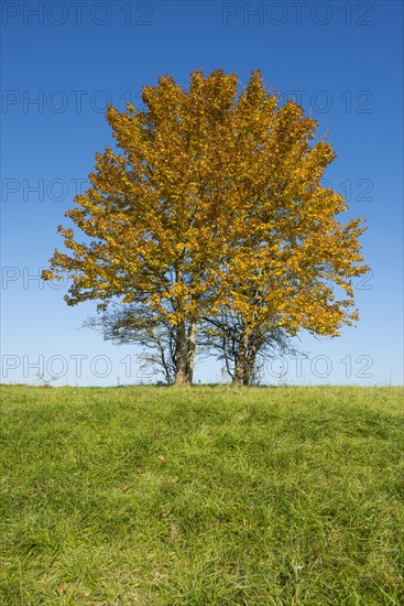 Field maple (Acer campestre)