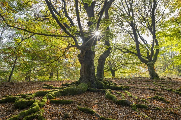 Common beech (Fagus sylvatica)