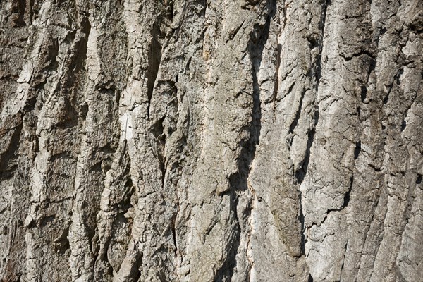 Black poplar (Populus nigra)