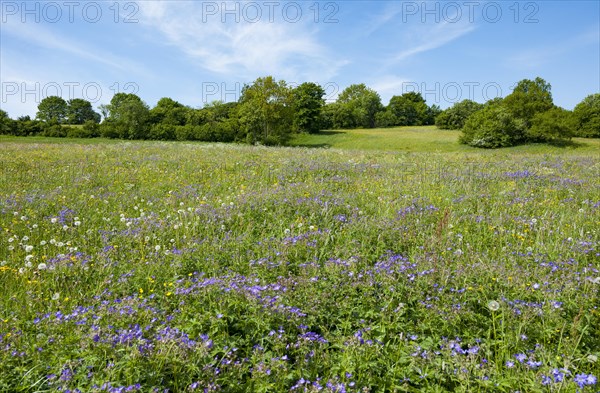 Blooming meadow with Wood cranesbill (Geranium sylvaticum)