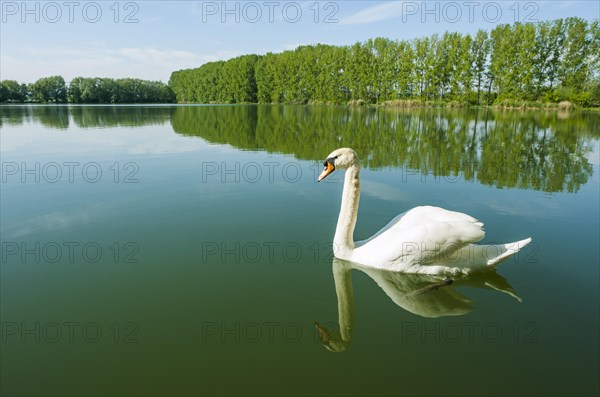 Mute swan (Cygnus olor)