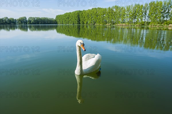 Mute swan (Cygnus olor)