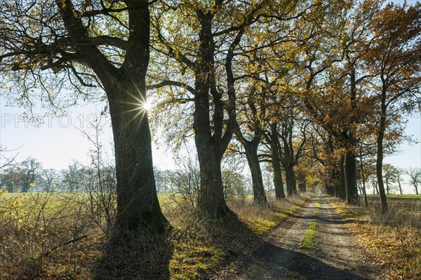 English oaks (Quercus robur)