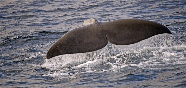 Sperm whale or cachalot (Physeter catadon) descending