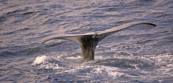 Sperm whale or cachalot (Physeter catadon) descending