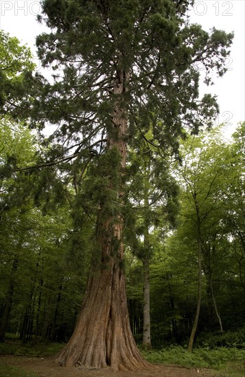 Sequoia (Sequoiadendron giganteum)