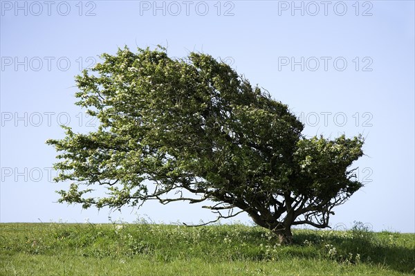 Hawthorn (Crataegus monogyna)