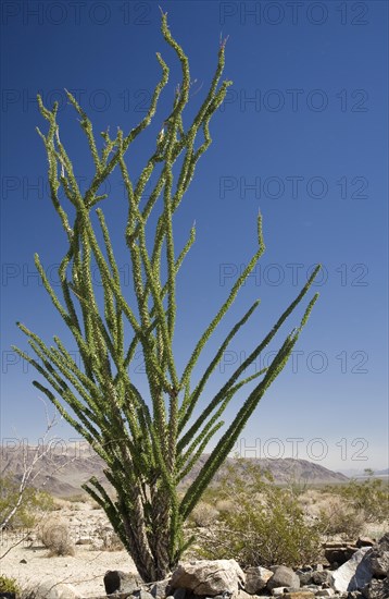 Ocotillo (Fouquieria splendens) in the Cactus Garden