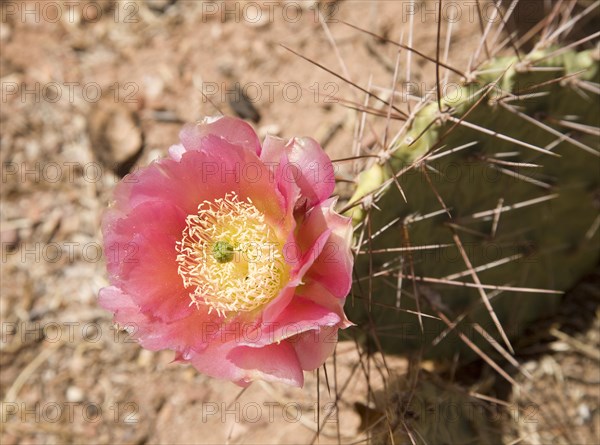 Cactus pear (Opuntia ficus-indica) with pink flower