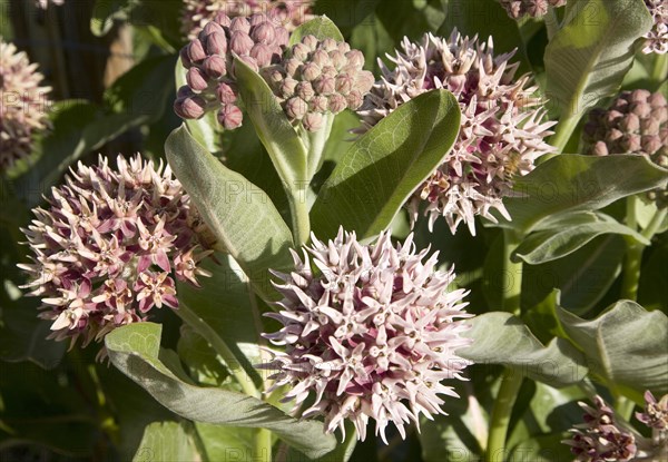 Showy milkweed (Asclepias speciosa)