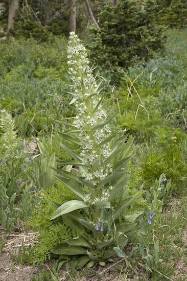 Flower of a elkweed (Frasera speciosa)