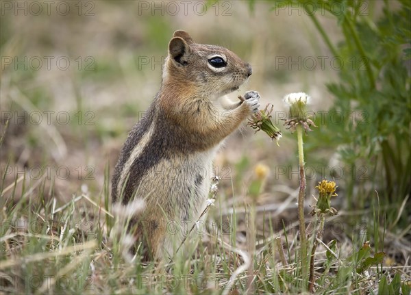 Golden-mantled ground squirrel (Spermophilus lateralis) feets Dandelion Blossom