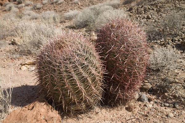 Barrel Cactus (Ferocactus acanthodes)