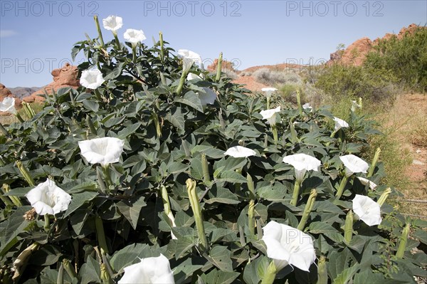 Flowering Wright's Jimsonweed (Datura weightii)