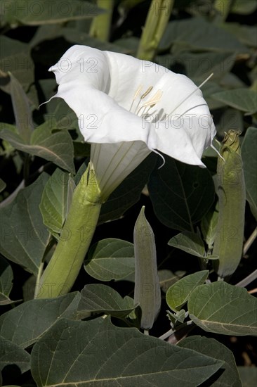 White flower of Sacred datura (Datura wrightii)