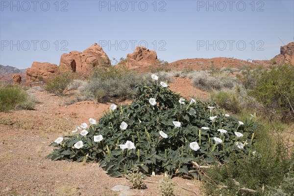 Flowering Wright's Jimsonweed (Datura weightii)