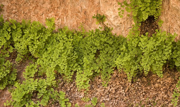 Maidenhair fern (Adianthum capillus-veneris)