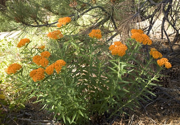 Butterfly weed (Asclepias tuberosa) in Zion National Park
