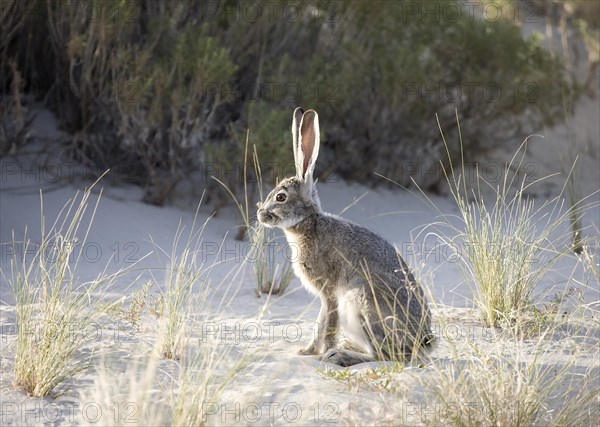 Black-tailed jackrabbit (Lepus californicus) sits on sandy ground