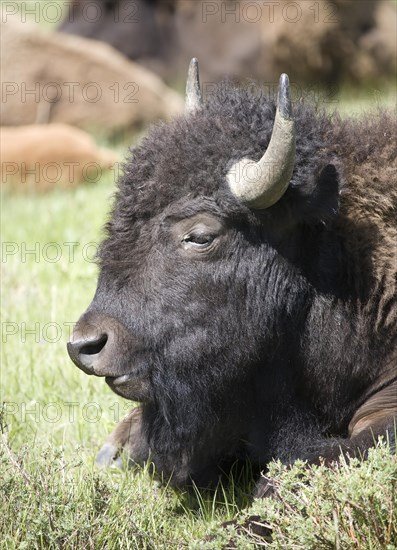 Bison (Bison bison)