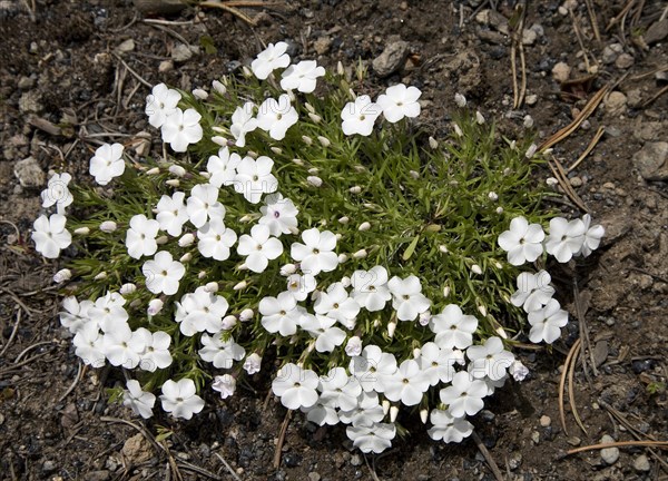 Rocky Mountain Phlox (Phlox multiflora)