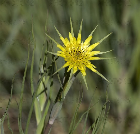 Western salsify (Tragopogon dubius)