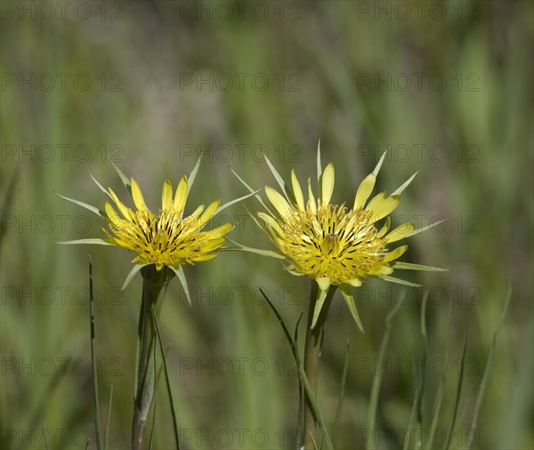 Western salsify (Tragopogon dubius)