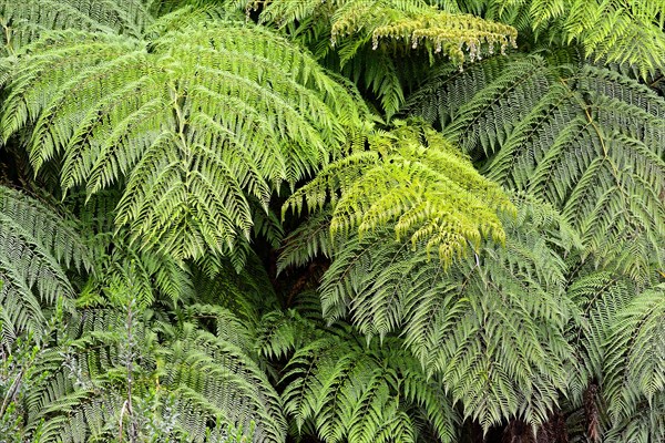 Feathered leaves a fern (Tracheophyta)