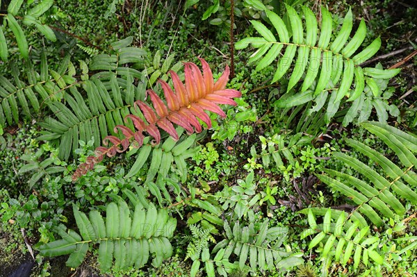 Red and green leaves